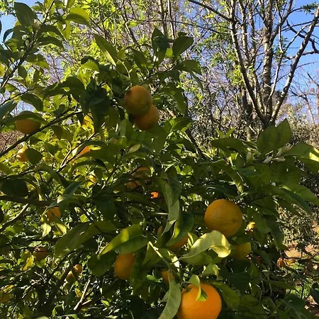 Maison Pomme De Pin * La Garde-Freinet